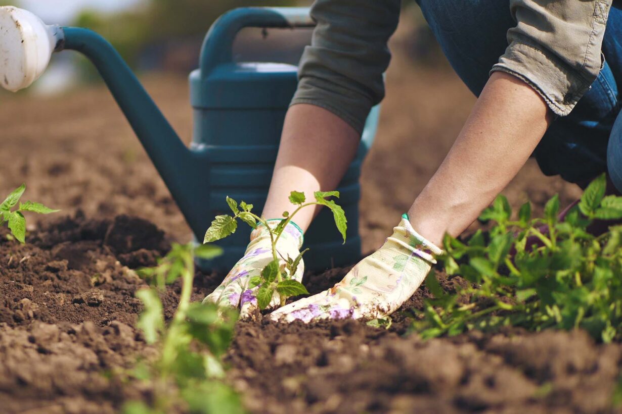 PAC: APPROVATO IL REGOLAMENTO DI TRANSIZIONE PER DARE CERTEZZA AGLI AGRICOLTORI