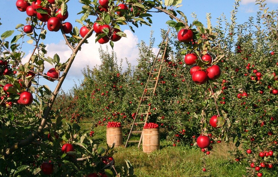 PAC – POLITICA AGRICOLA COMUNE: AIUTI PER UN’AGRICOLTURA DI QUALITÀ NEL RISPETTO DELL’AMBIENTE