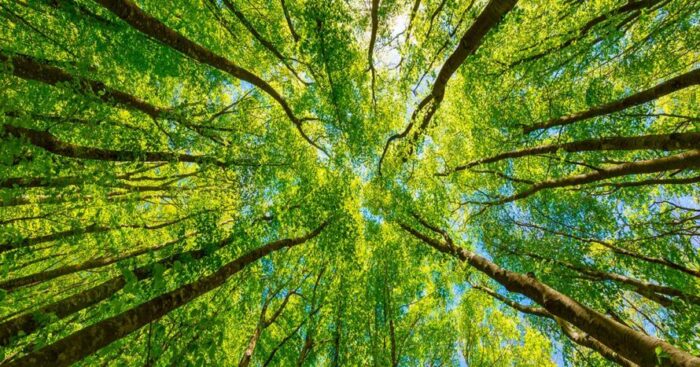 De Meo (FI – PPE): “L’agricoltura ha un solo colore, quello della terra”