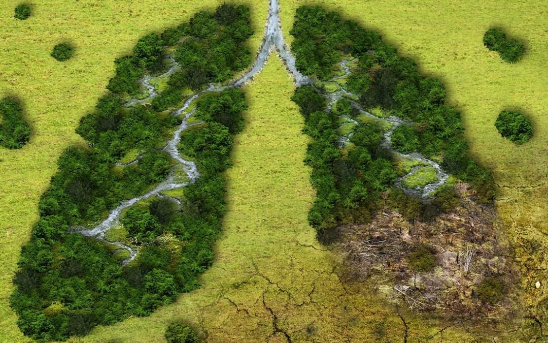 DEFORESTAZIONE: IMPORTANTE TROVARE EQUILIBRIO TRA AMBIENTE ED IMPRESE