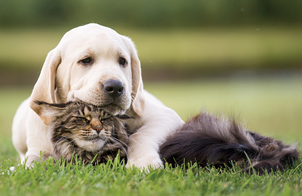 IL PARLAMENTO EUROPEO APPROVA NUOVE REGOLE PER GARANTIRE IL BENESSERE E LA TRACCIABILITÀ DI CANI E GATTI